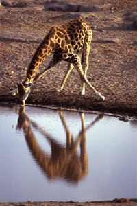 Giraffe drinking, illustrating adaptations for blood pressure