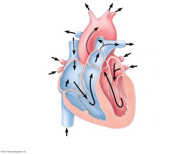 Diagram of heart structure and valves