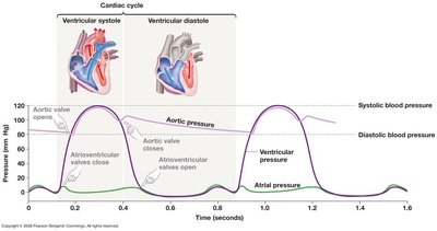 Graph of cardiac cycle pressures