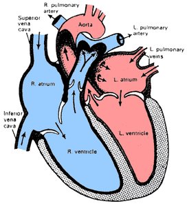 Diagram of heart structure