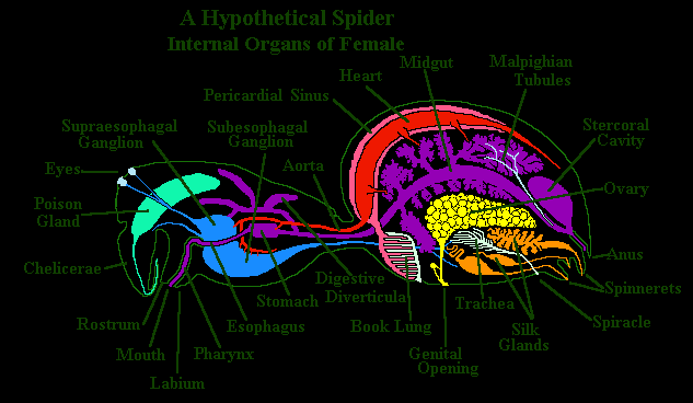 Diagram of spider internal organs showing open circulatory system