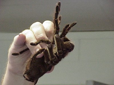 Photograph of a tarantula, an example of an animal with an open circulatory system