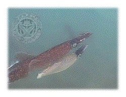 Image of squid, an example of an animal with a closed circulatory system