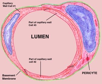 Diagram of capillary structure