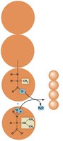 Dehydration synthesis of amino acids forming a polypeptide