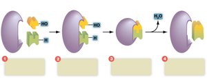 Enzyme participation in dehydration synthesis reaction