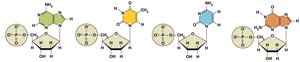 The four nucleotides of DNA