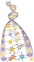 Structure of DNA double helix with base pairing