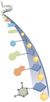 Structure of RNA strand