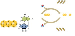 Structure and chemical reactions of ATP