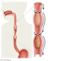 Peristalsis in the esophagus