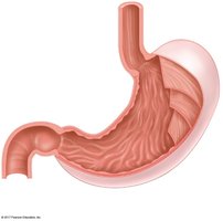 Stomach anatomy and sphincters