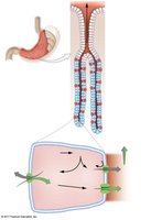 Secretory cells in the stomach lining