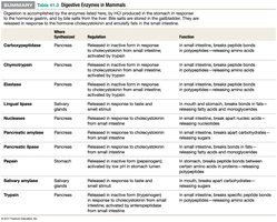 Digestive enzymes in mammals
