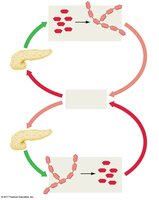 Insulin and glucagon regulate glucose homeostasis
