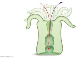 Incomplete digestive tract in sea anemone