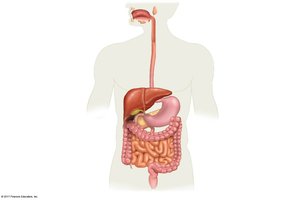 Digestive tract and accessory organs