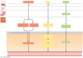 Chemical digestion of carbohydrates, lipids, and proteins