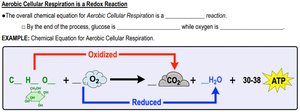 Aerobic cellular respiration equation