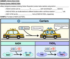 Electron carriers: NADH and FADH2