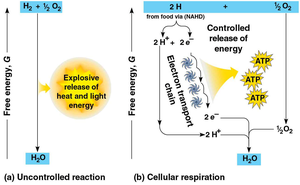 Stages of aerobic cellular respiration