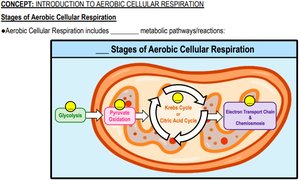 Cellular respiration pathway diagram