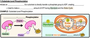 Oxidative phosphorylation diagram