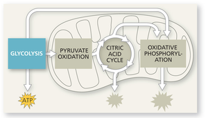 Glycolysis pathway diagram