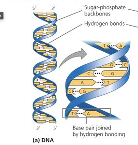 DNA double helix showing sugar-phosphate backbones and hydrogen-bonded base pairs