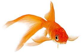 Fish representing Charlie
