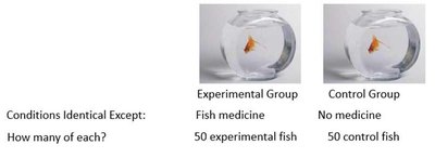 Experimental and control group fish bowls