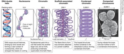 DNA packing into mitotic chromosome