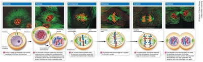 Phases of mitosis in an animal cell
