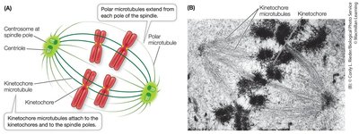 Mitotic spindle consists of microtubules