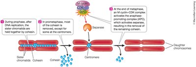 Chromatid attachment and separation