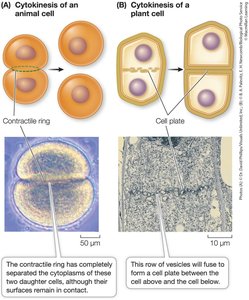 Cytokinesis differs in animal and plant cells