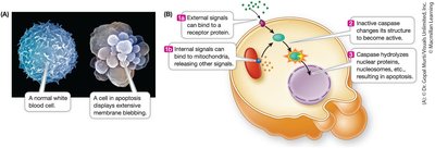 Apoptosis: programmed cell death