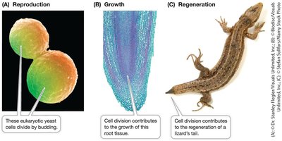Cell division roles: reproduction, growth, regeneration