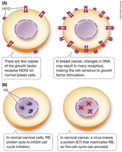 Molecular changes in cancer cells: HER2 and RB