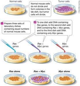 Multiple events trigger cancer cell cycle