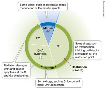 Cancer treatment and the cell cycle