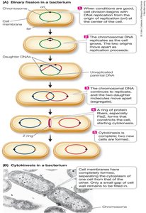 Binary fission in a bacterium