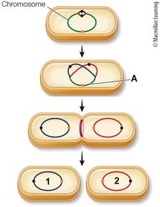 Segregation and cytokinesis in prokaryotes
