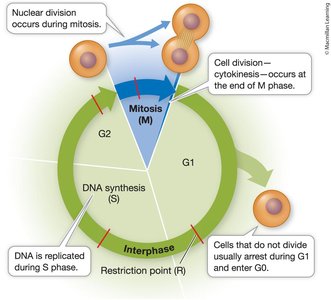 Eukaryotic cell cycle phases