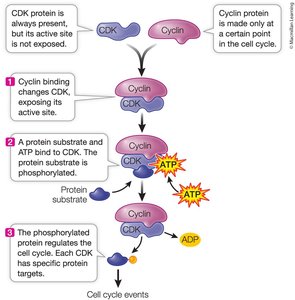 Cyclin binding activates CDK