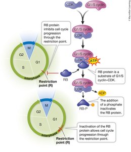 Phosphorylation of RB protein controls cell cycle progression