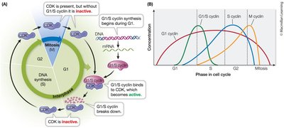 Cyclins are transient in the cell cycle