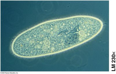 Light microscope image of a cell