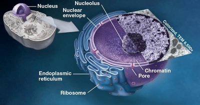 Structure of the nucleus and ribosomes