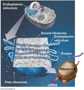 Free and bound ribosomes